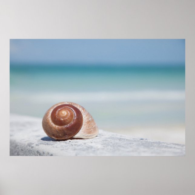Seashell | Sankt Petersburg, Florida Poster (Framsidan)