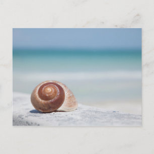 Seashell Sankt Petersburg, Florida Vykort