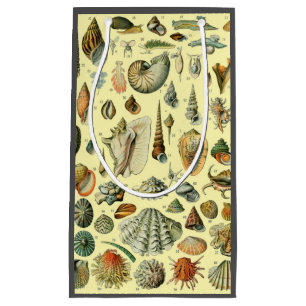 Seashell Snäcka Mollusk Clam Elegant Classic Art