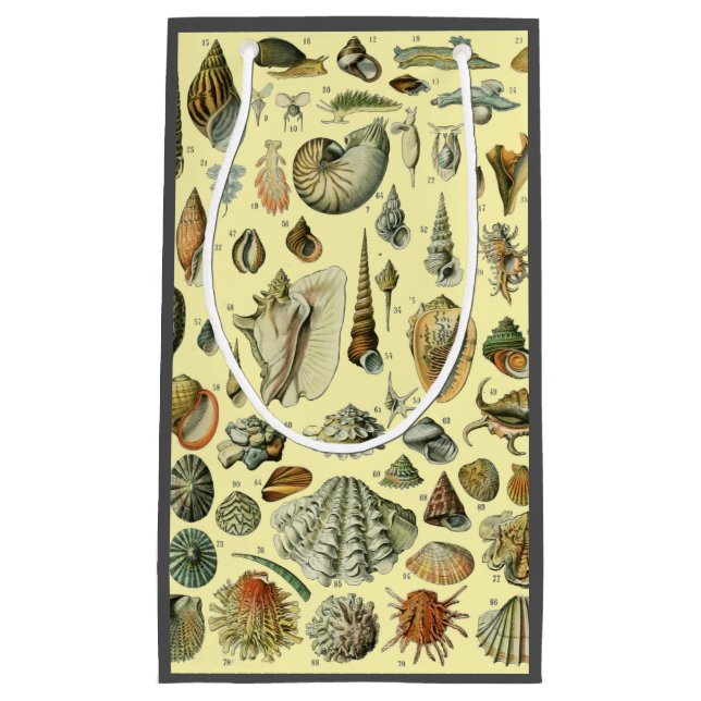 Seashell Snäcka Mollusk Clam Elegant Classic Art (Framsidan)