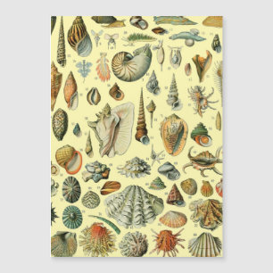Seashell Snäcka Mollusk Clam Elegant Classic Art