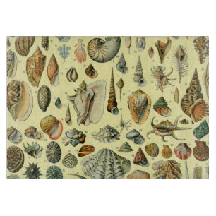 Seashell Snäcka Mollusk Clam Elegant Classic Art