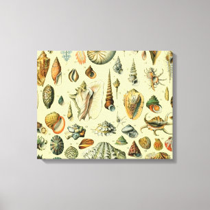Seashell Snäcka Mollusk Clam Elegant Classic Art Canvastryck