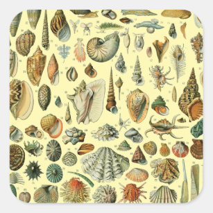 Seashell Snäcka Mollusk Clam Elegant Classic Art Fyrkantigt Klistermärke