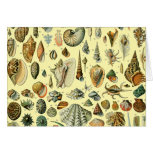 Seashell Snäcka Mollusk Clam Elegant Classic Art Hälsningskort