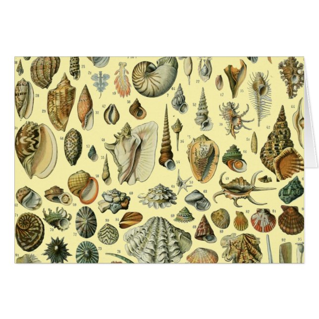 Seashell Snäcka Mollusk Clam Elegant Classic Art Hälsningskort (Framsidan Horizontal)