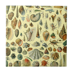 Seashell Snäcka Mollusk Clam Elegant Classic Art Kakelplatta