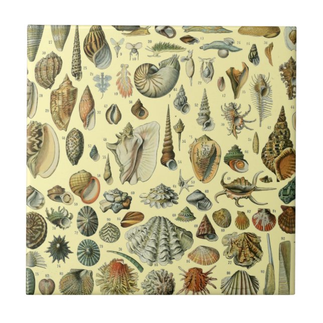Seashell Snäcka Mollusk Clam Elegant Classic Art Kakelplatta (Framsidan)