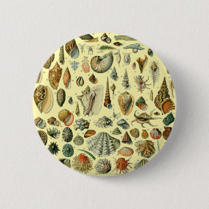 Seashell Snäcka Mollusk Clam Elegant Classic Art Knapp