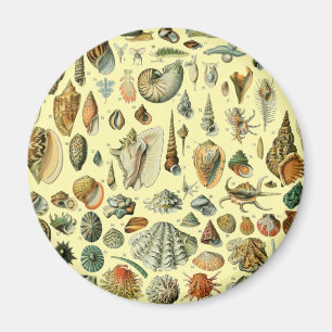 Seashell Snäcka Mollusk Clam Elegant Classic Art Magnet