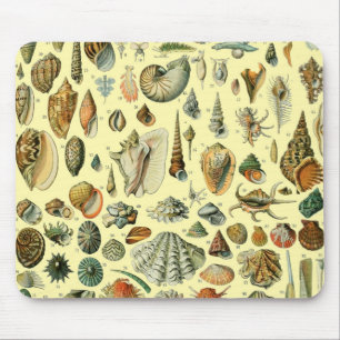 Seashell Snäcka Mollusk Clam Elegant Classic Art Musmatta