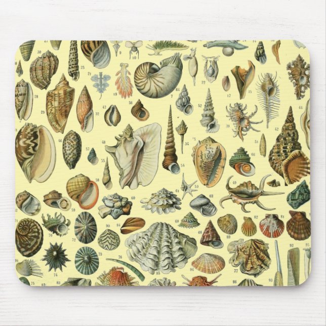 Seashell Snäcka Mollusk Clam Elegant Classic Art Musmatta (Framsidan)