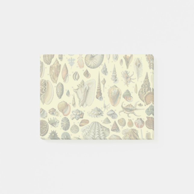 Seashell Snäcka Mollusk Clam Elegant Classic Art Post-it Block (Framsida)