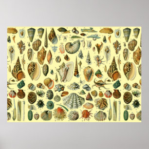 Seashell Snäcka Mollusk Clam Elegant Classic Art Poster