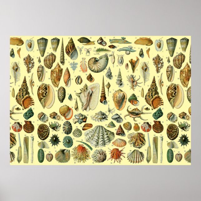Seashell Snäcka Mollusk Clam Elegant Classic Art Poster (Framsidan)