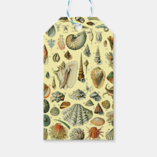 Seashell Snäcka Mollusk Clam Elegant Classic Art Presentetikett