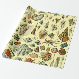 Seashell Snäcka Mollusk Clam Elegant Classic Art Presentpapper