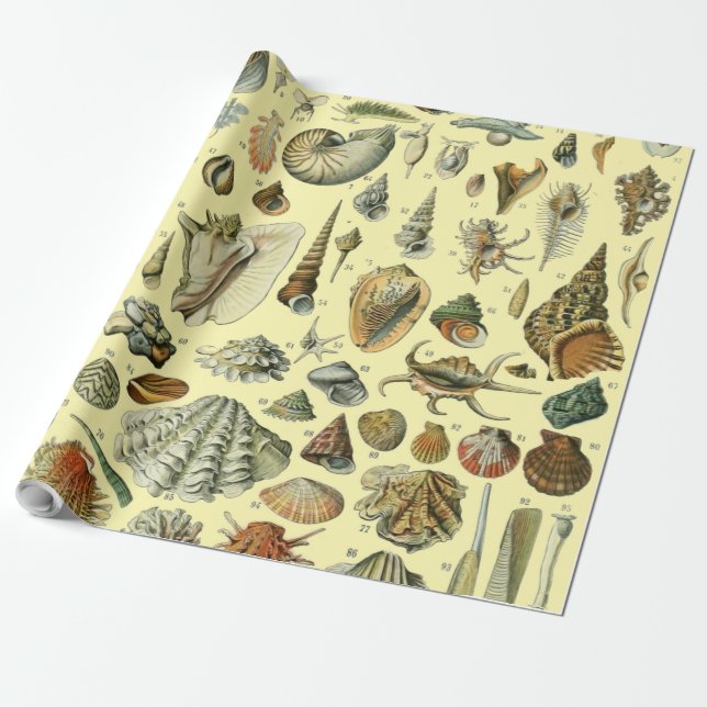 Seashell Snäcka Mollusk Clam Elegant Classic Art Presentpapper (Utrullad)