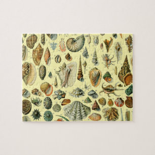 Seashell Snäcka Mollusk Clam Elegant Classic Art Pussel