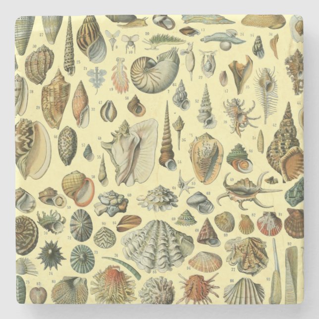 Seashell Snäcka Mollusk Clam Elegant Classic Art Stenunderlägg (Framsidan)