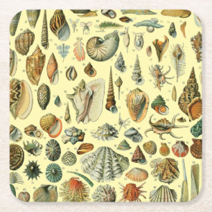 Seashell Snäcka Mollusk Clam Elegant Classic Art Underlägg Papper Kvadrat