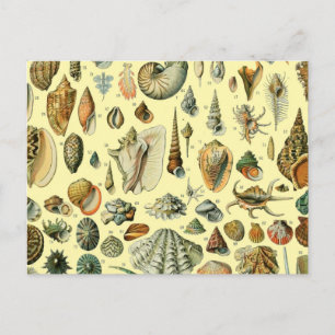 Seashell Snäcka Mollusk Clam Elegant Classic Art Vykort