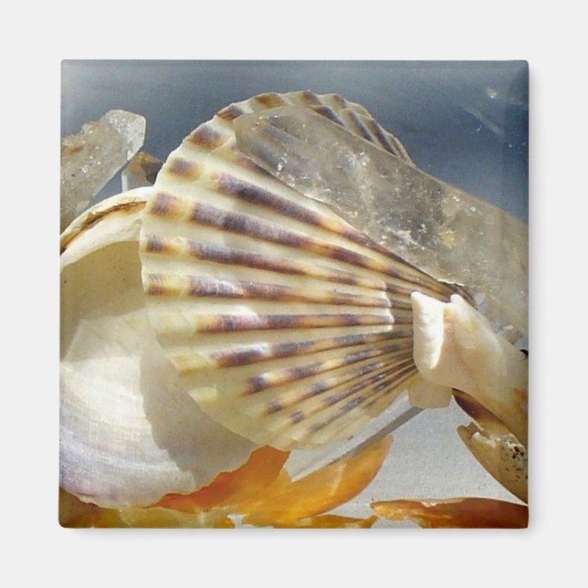 Seashell Sunshine Magnet (Framsidan)