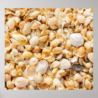 Seashell texturerade sommarstrandbakgrund. poster