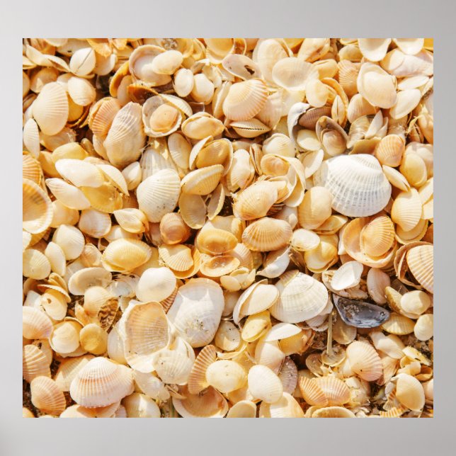 Seashell texturerade sommarstrandbakgrund. poster (Framsidan)
