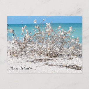 Seashell Träd på Marco Island Vykort