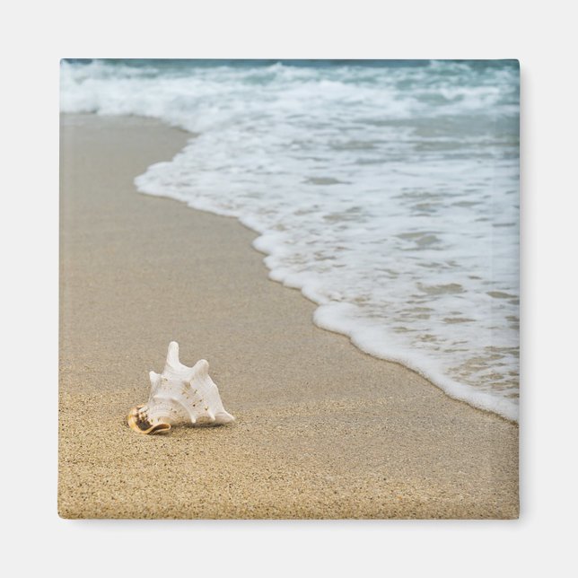Seashell vid Beach Magnet (Framsidan)