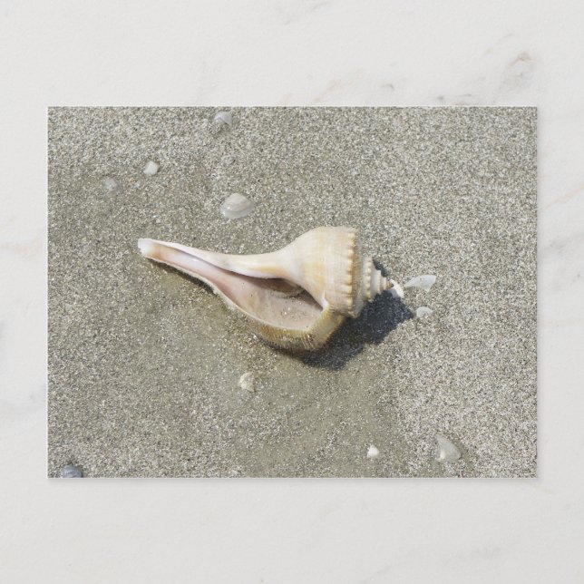Seashell Vykort (Framsida)