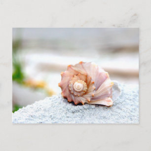 Seashell Vykort