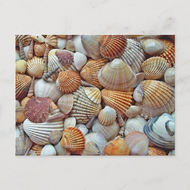 Seashell Vykort (Framsida)