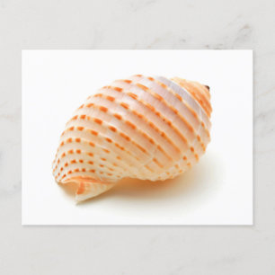 Seashell Vykort