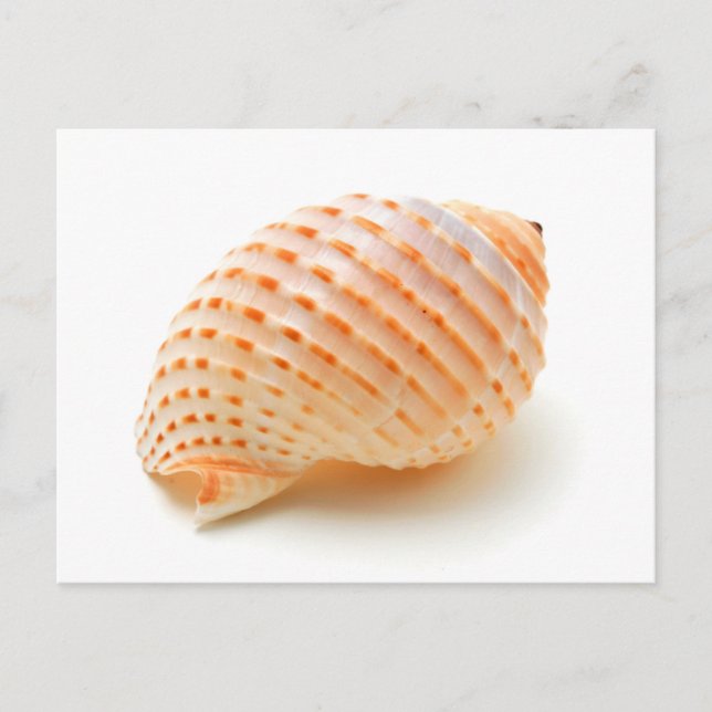 Seashell Vykort (Framsida)
