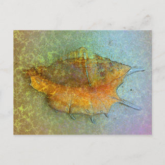 SEASHELL-vykort Vykort