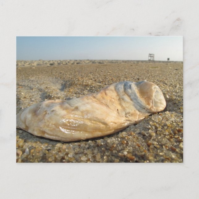 Seashell-vykort Vykort (Framsida)