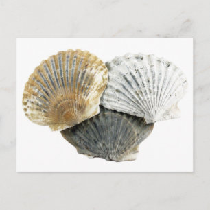 Seashell-vykort Vykort