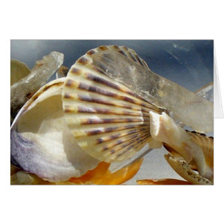 Seasheller och kristaller OBS kort