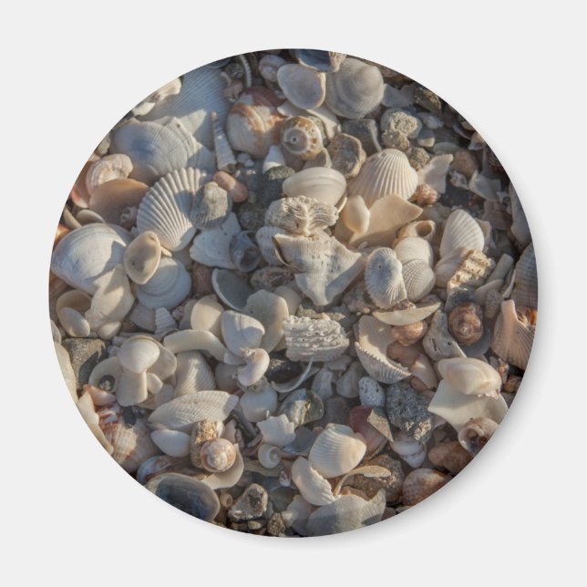 Seashellpil Magnet (Framsidan)
