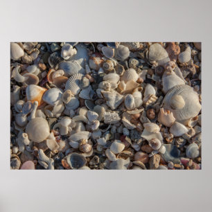 Seashellpil Poster