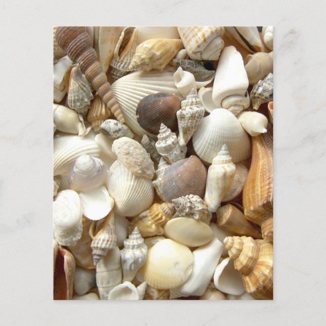 Seashells (Framsida)