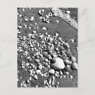 Seashells Beach Black & White Florida Photo Vykort