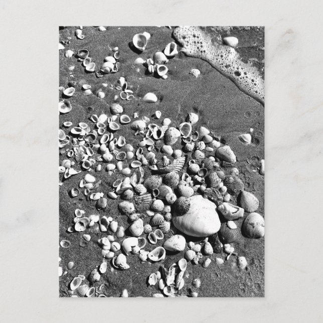Seashells Beach Black & White Florida Photo Vykort (Framsida)