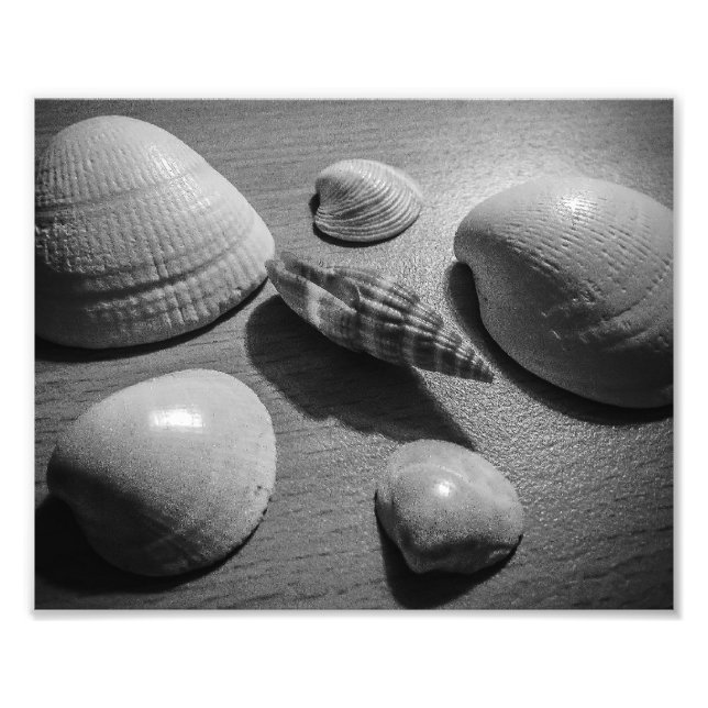 Seashells Fototryck (Framsidan)
