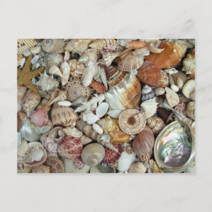 Seashells Galore Vykort