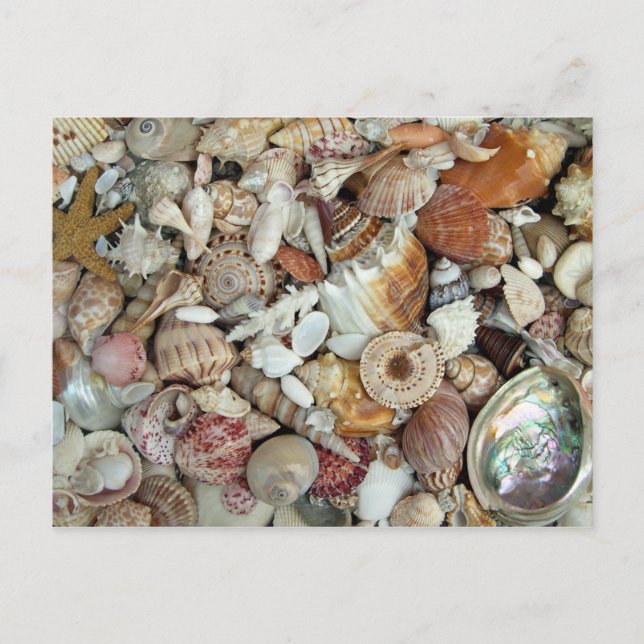 Seashells Galore Vykort (Framsida)