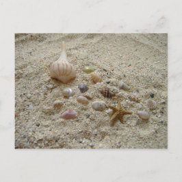 Seashells i Sand Vykort