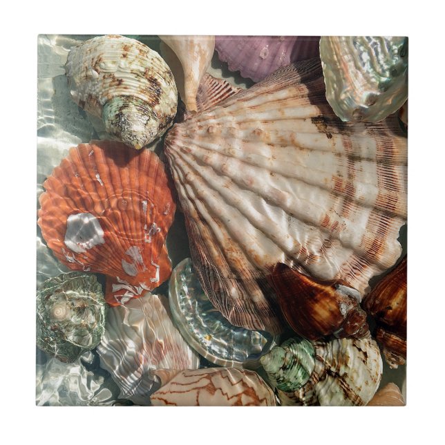 Seashells Kakelplatta (Framsidan)